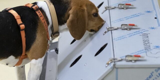 Φινλανδία: Σκύλοι εντοπίζουν τον κορονοϊό