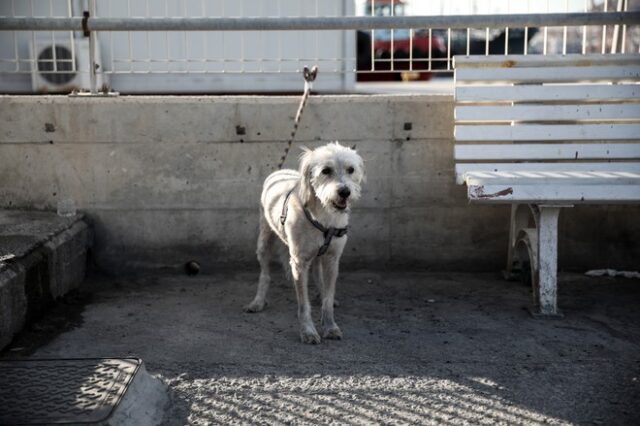 Κρήτη: Σοκαριστική κακοποίηση σκύλου