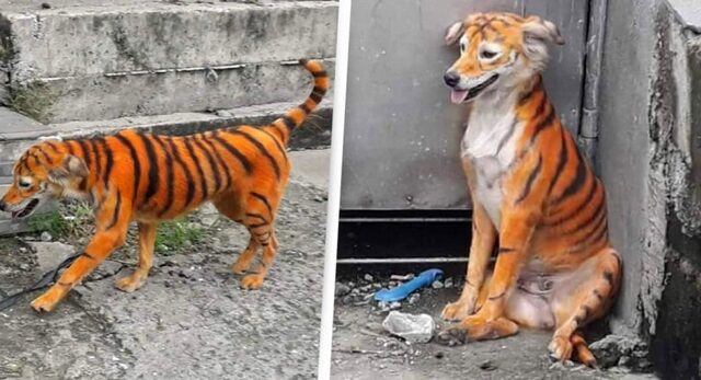 Ντροπή: Έβαψαν σκύλο για να μοιάζει με τίγρη