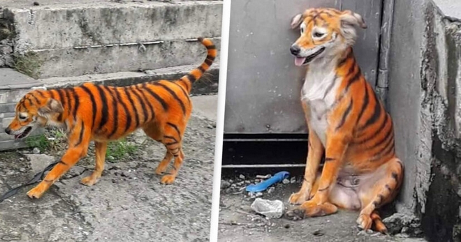Ντροπή: Έβαψαν σκύλο για να μοιάζει με τίγρη