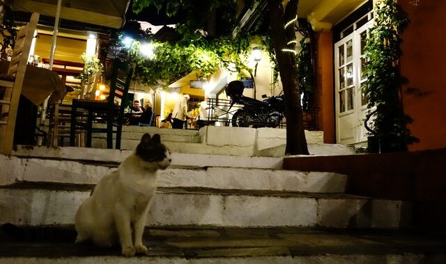 Έρευνα για κορονοϊό: “Οι γάτες κολλάνε, τα σκυλιά όχι”
