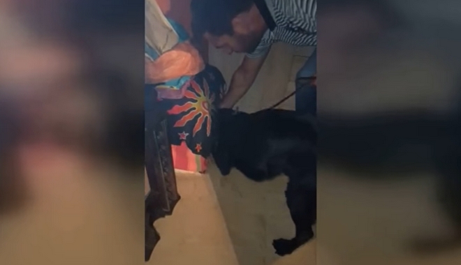 Σκύλος της Δίωξης Ναρκωτικών βρίσκει κρυμμένη κάνναβη μέσα σε ένα “σκαμπό”