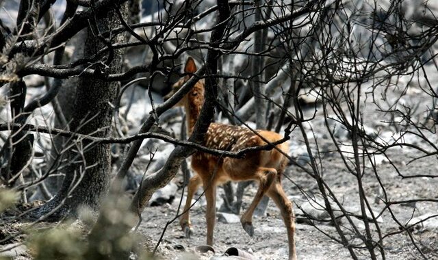 Νεκρό ελάφι στην Πάρνηθα – Το τάισαν πατατάκια και τυρόπιτες