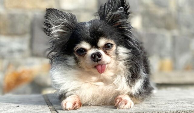 Ένα μικρό Chihuahua με μια τεράστια καρδιά είναι το “Σκυλί-Ήρωας” του 2020