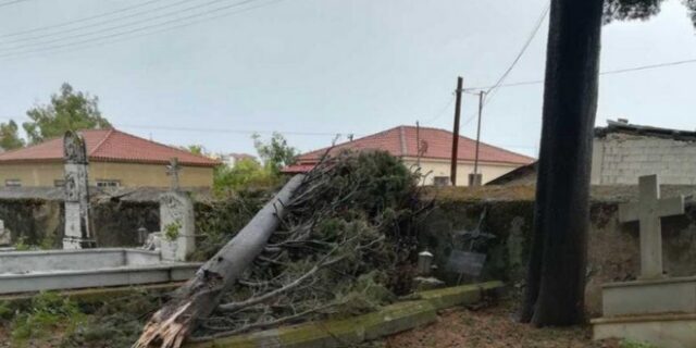 Θεσσαλονίκη: Αποζημίωση ύψους 136.150 ευρώ για θάνατο από πτώση κλαδιών