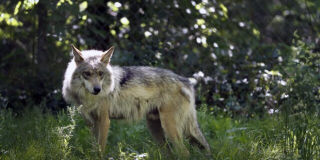 Γαλλία: Λύκοι διέφυγαν από πάρκο λόγω της κακοκαιρίας