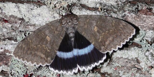 Στο Τσερνόμπιλ ανακάλυψαν πεταλούδα σε μέγεθος πουλιού