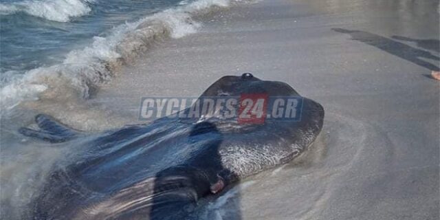 Τεράστιο ψάρι ξεβράστηκε σε παραλία της Μήλου