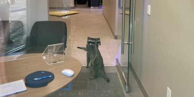 Δυο ρακούν μπήκαν σε τράπεζα και δεν είναι ανέκδοτο