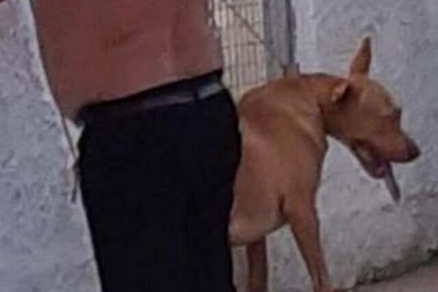 Κρήτη: Σε διαθεσιμότητα ο υπάλληλος της ΔΕΗ που βασάνισε σκύλο