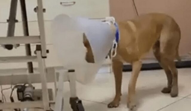 Χανιά: Σώθηκε ο σκύλος που κακοποιήθηκε βάναυσα – Αγνοείται ο ιδιοκτήτης του