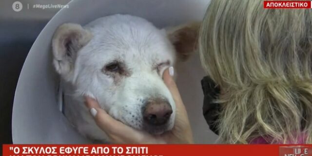 Φρίκη στη Νίκαια: “Ο καθηγητής μαχαίρωνε ασταμάτητα τον σκύλο”