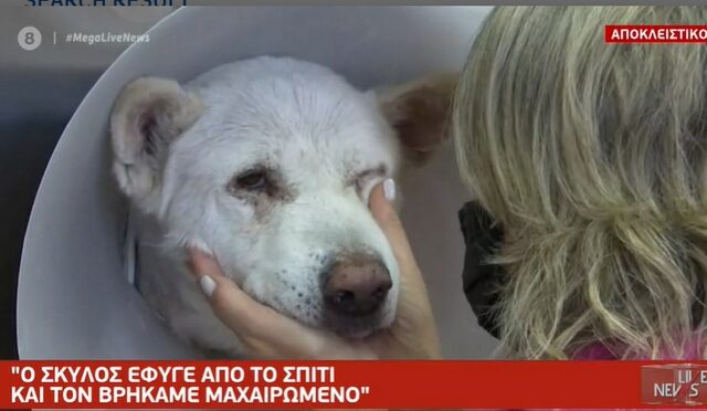 Φρίκη στη Νίκαια: “Ο καθηγητής μαχαίρωνε ασταμάτητα τον σκύλο”