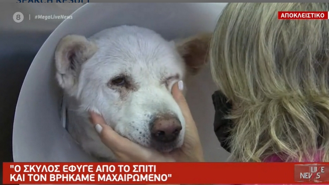 Φρίκη στη Νίκαια: “Ο καθηγητής μαχαίρωνε ασταμάτητα τον σκύλο”