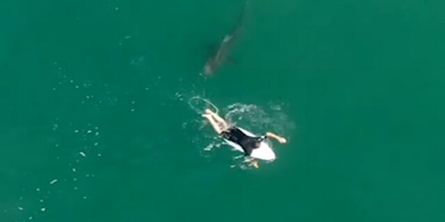 Αυστραλία: Σέρφερ και καρχαρίας κολυμπούν σε απόσταση αναπνοής