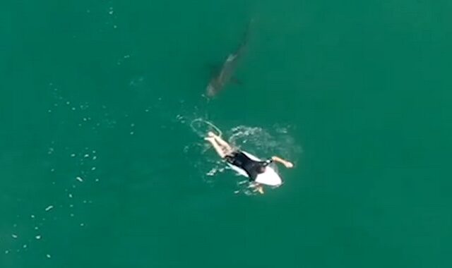 Αυστραλία: Σέρφερ και καρχαρίας κολυμπούν σε απόσταση αναπνοής