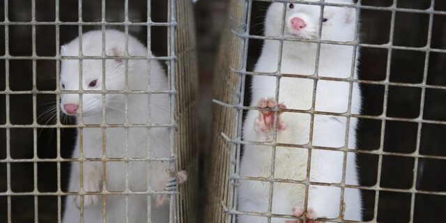 Φρίκη στη Δανία: Μινκ με κορονοϊό “αναδύθηκαν” από τους τάφους τους