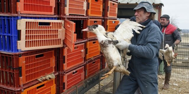 Συναγερμός στην Ευρώπη από τη ραγδαία αύξηση της γρίπης των πτηνών