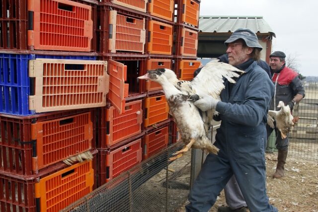 Συναγερμός στην Ευρώπη από τη ραγδαία αύξηση της γρίπης των πτηνών