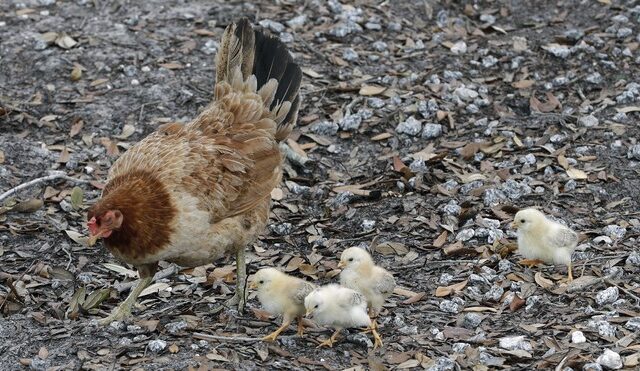 Δανία: Θανατώνει 25.000 κοτόπουλα μετά από κρούσματα γρίπης των πτηνών