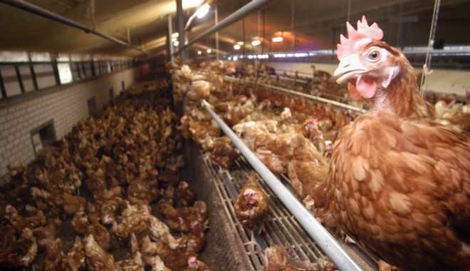 Ολλανδία – Γρίπη των πτηνών: Θανατώθηκαν 190.000 πουλερικά σε δύο εκτροφεία