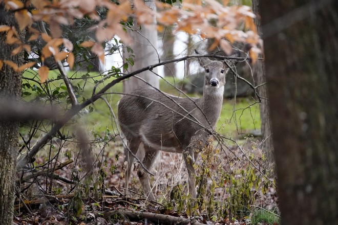 Τσεχία: Αναζητείται ελάφι που έκλεψε την καραμπίνα ενός κυνηγού