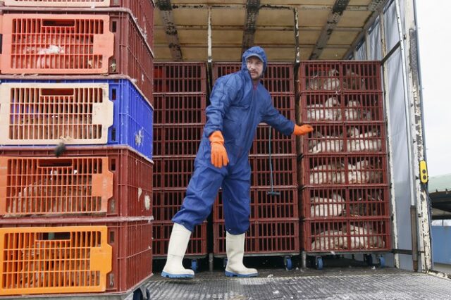 Γρίπη των πτηνών: Εντοπίστηκε σε φάρμα με γαλοπούλες στη νότια Αγγλία