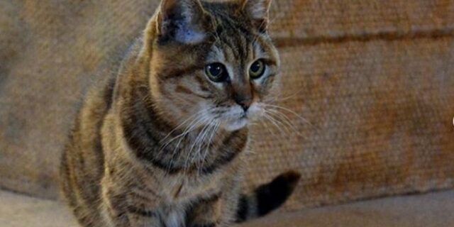 Τουρκία: Πέθανε η θρυλική γάτα της Αγίας Σοφίας