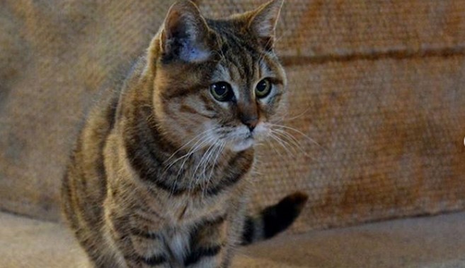 Τουρκία: Πέθανε η θρυλική γάτα της Αγίας Σοφίας