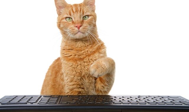Τηλεργασία: Γιατί οι γάτες αγαπούν τα πληκτρολόγια των υπολογιστών