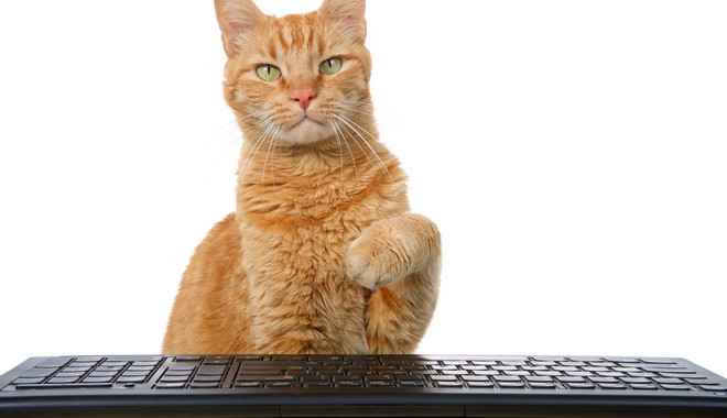 Τηλεργασία: Γιατί οι γάτες αγαπούν τα πληκτρολόγια των υπολογιστών