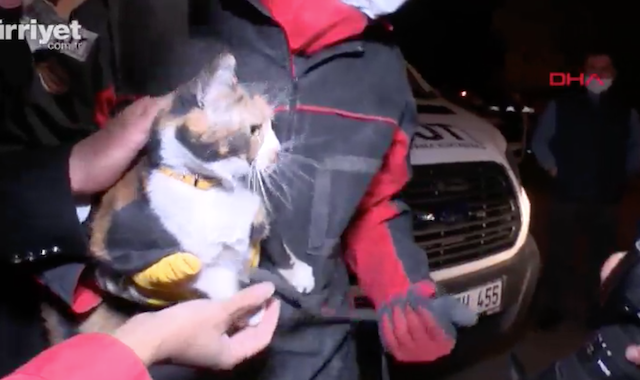 Σμύρνη: Γάτα διασώθηκε από σκύλο στα συντρίμμια του σεισμού