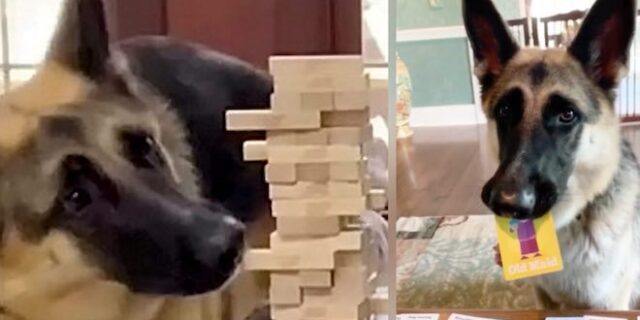 Γερμανικός ποιμενικός έμαθε να παίζει επιτραπέζια στη διάρκεια της καραντίνας