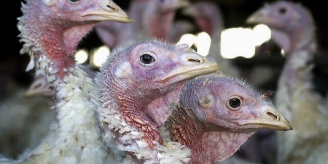 Κίνα: Πρώτο κρούσμα του στελέχους H1ON3 της γρίπης των πτηνών σε άνθρωπο