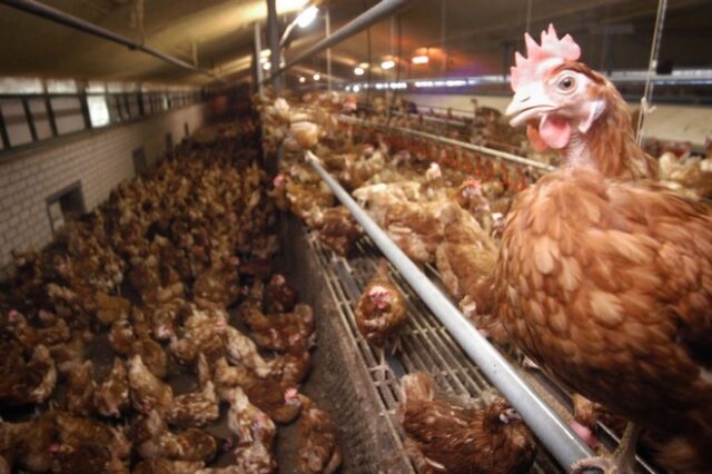 Γρίπη των πτηνών: Η Ολλανδία προχωρά στη σφαγή 200.000 πουλερικών