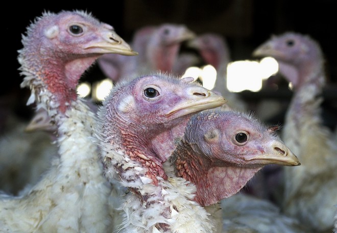 Κίνα: Πρώτο κρούσμα του στελέχους H1ON3 της γρίπης των πτηνών σε άνθρωπο