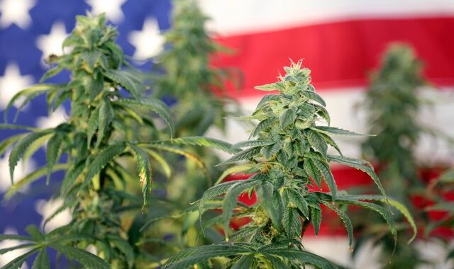 ΗΠΑ: Μαζί με τις εκλογές έκαναν δημοψηφίσματα για μαριχουάνα και ψυχεδελικά ναρκωτικά