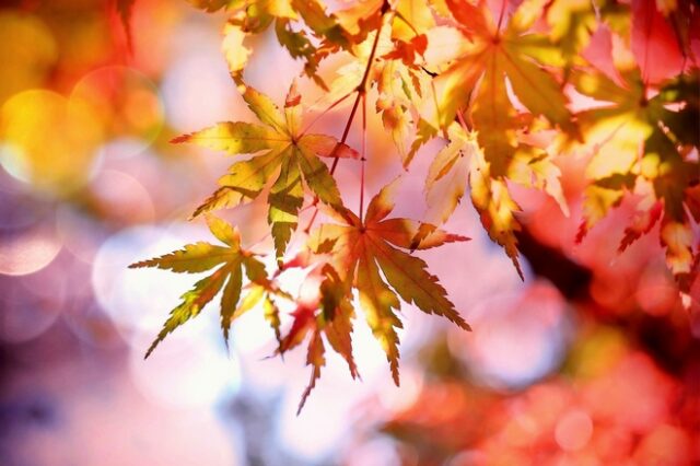 Ανατρεπτική έρευνα αποκαλύπτει πότε τελικά πέφτουν τα φύλλα του φθινοπώρου