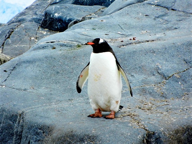 Γερμανία: Τελευταίο αντίο στο γηραιότερο αυτοκρατορικό πιγκουίνο του κόσμου
