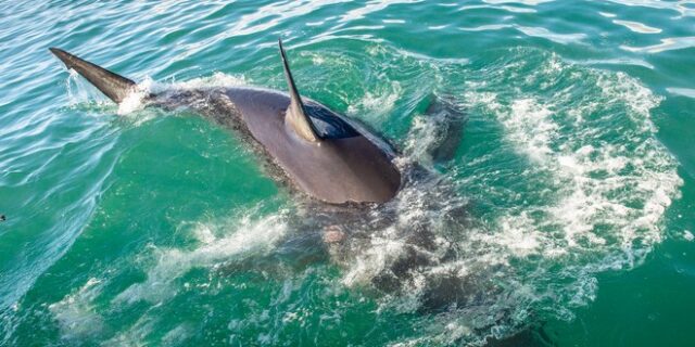 Αυστραλία: Νεκρός άνδρας από επίθεση καρχαρία