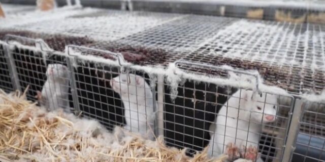 Κορονοϊός-Καστοριά: Θετικοί ακόμη δύο εργαζόμενοι σε φάρμα βιζόν