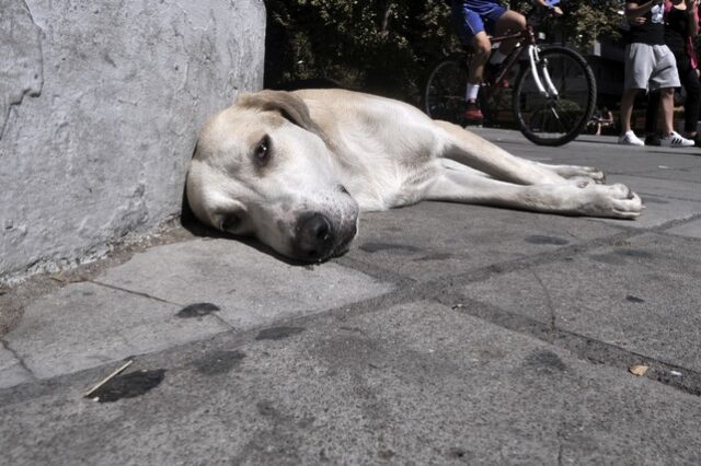 Σέρρες: Έδεσε σκύλο στο αυτοκίνητο και τον έσερνε