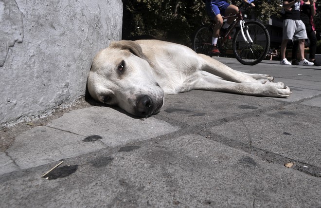 Σέρρες: Έδεσε σκύλο στο αυτοκίνητο και τον έσερνε