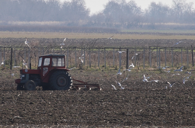 Γιάννης Τσιφόρος: Θετική, αλλά με ελλείψεις η Έκθεση Πισσαρίδη για τον αγροδιατροφικό τομέα