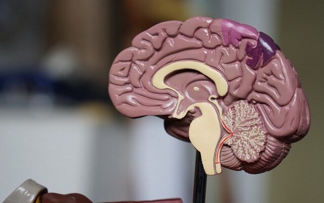 Πώς λειτουργεί ο ανθρώπινος εγκέφαλος