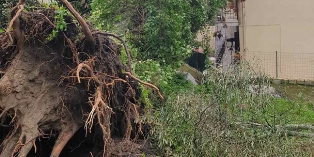 Κέρκυρα: Οι θυελλώδεις άνεμοι ξερίζωσαν δέντρα – Προβλήματα απο την κακοκαιρία