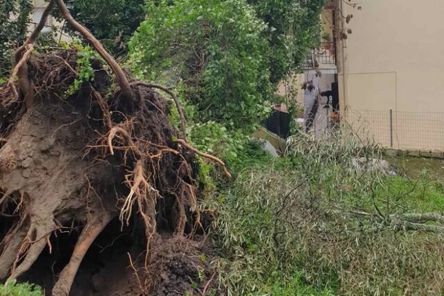 Κέρκυρα: Οι θυελλώδεις άνεμοι ξερίζωσαν δέντρα – Προβλήματα απο την κακοκαιρία