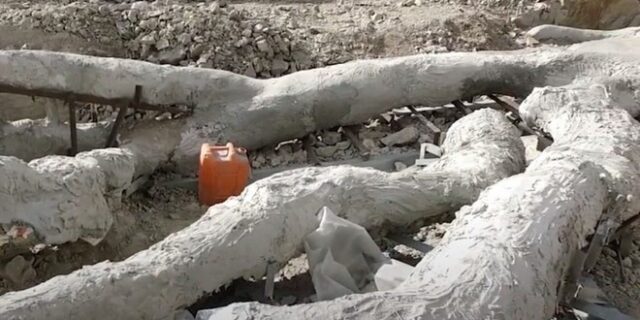 Λέσβος: Εντοπίστηκε εντυπωσιακό απολιθωμένο δέντρο με κλαδιά 20 εκατ. ετών