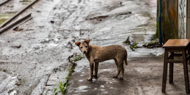 Ακτινογραφώντας το νομοσχέδιο για τα ζώα συντροφιάς