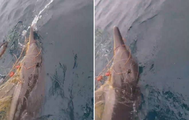 Ψαράδες στη Χαλκιδική έσωσαν δελφίνι που πιάστηκε στα δίχτυα τους